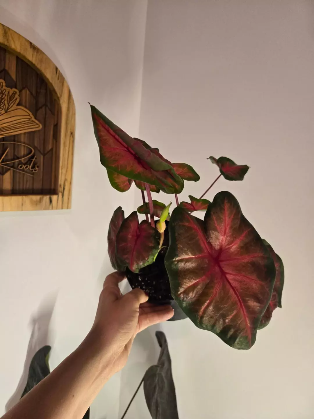 Caladium Bicolor thumbnail