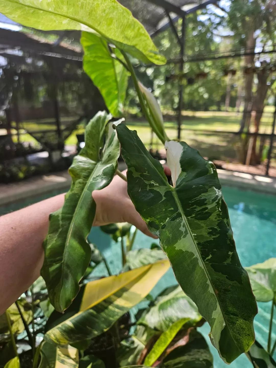 Philodendron paraiso Verde albo thumbnail