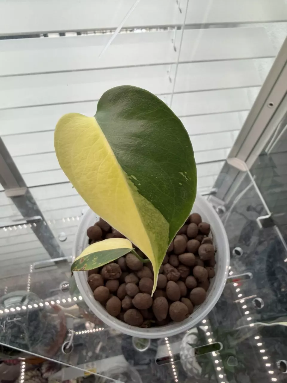 Lemon Pom Pom Monstera thumbnail