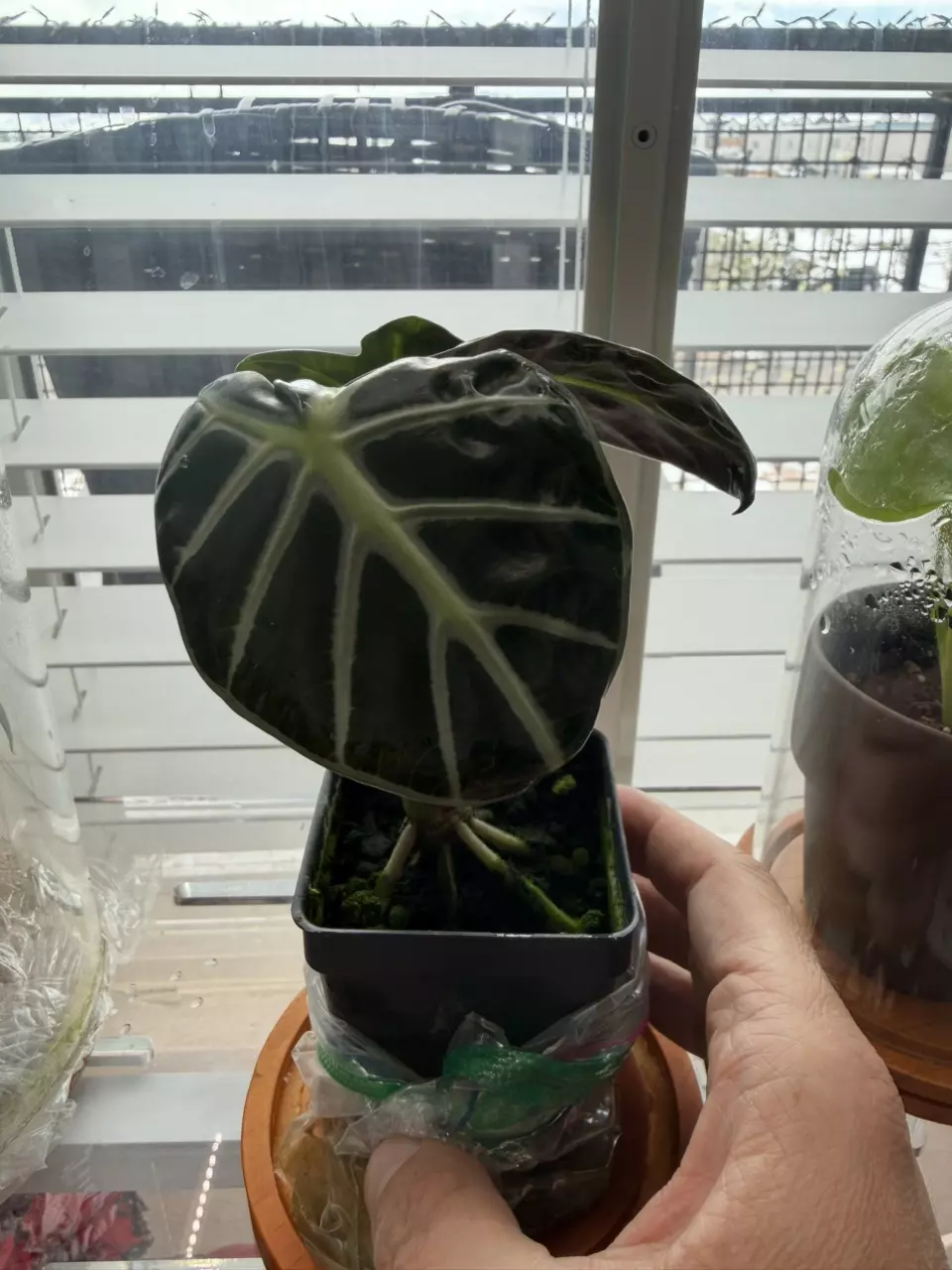 Balloon Heart Green thumbnail