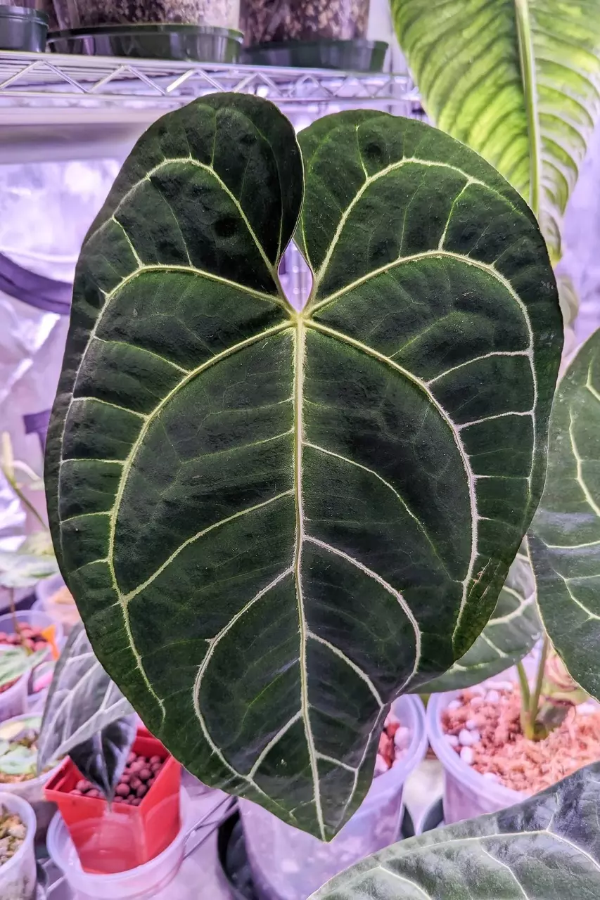 Anthurium Regale x Crystallinum Tissue Culture (Growers Choice) thumbnail