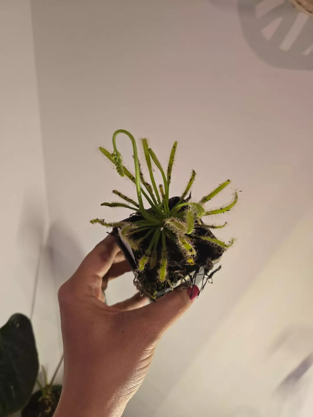 Drosera Capensis thumbnail