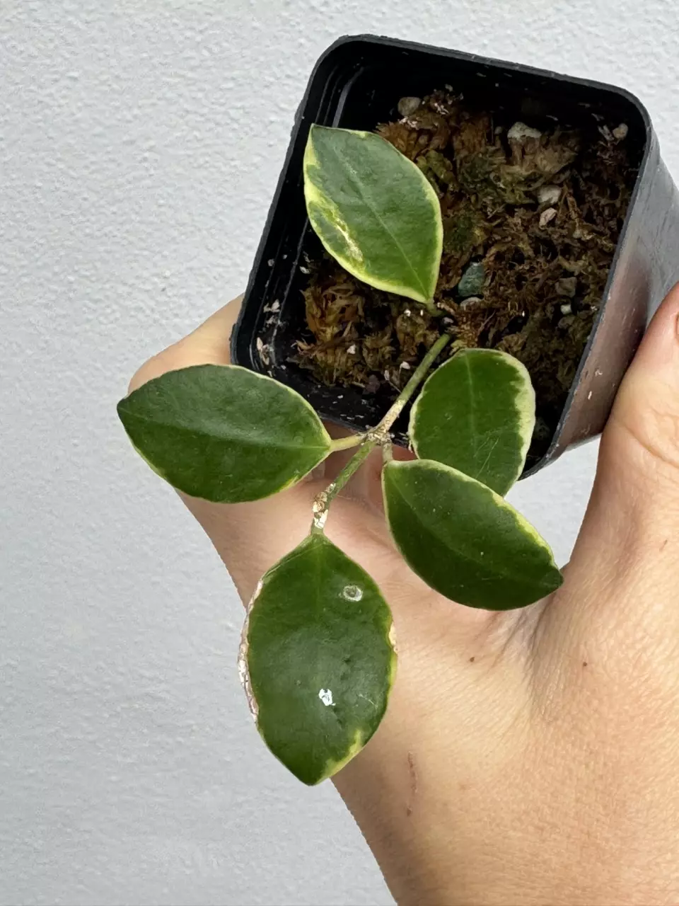 Variegated Hoya Heuschkeliana Albo thumbnail