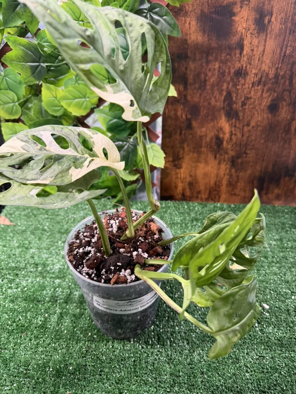 Monstera Adosoni Variegated thumbnail