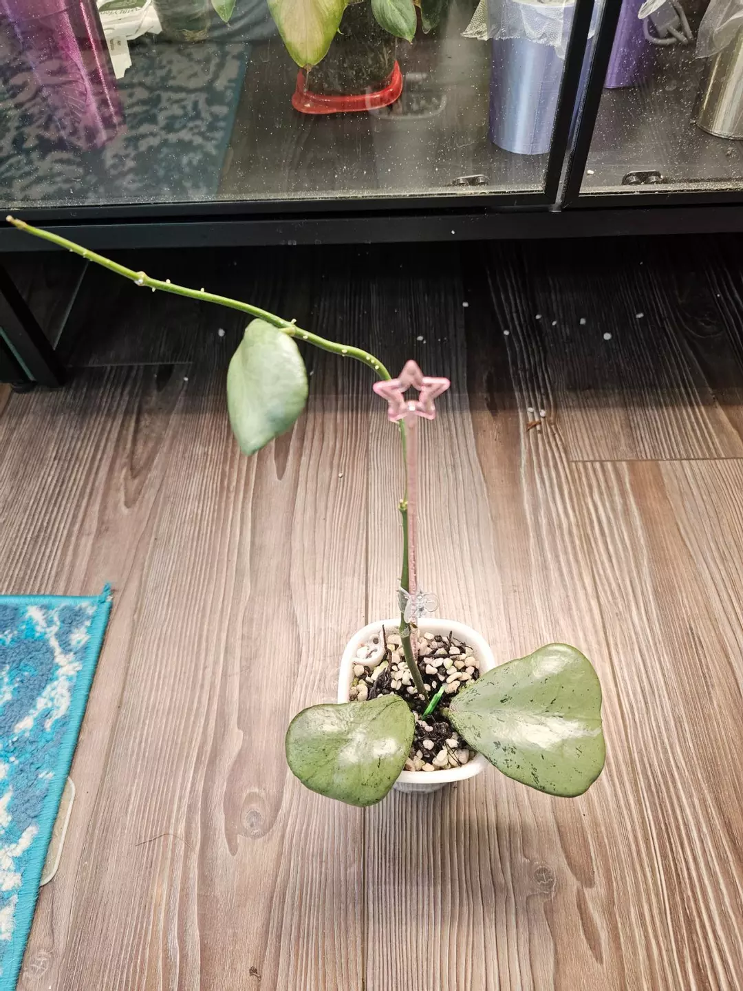 Hoya Chiang Dau Silver thumbnail