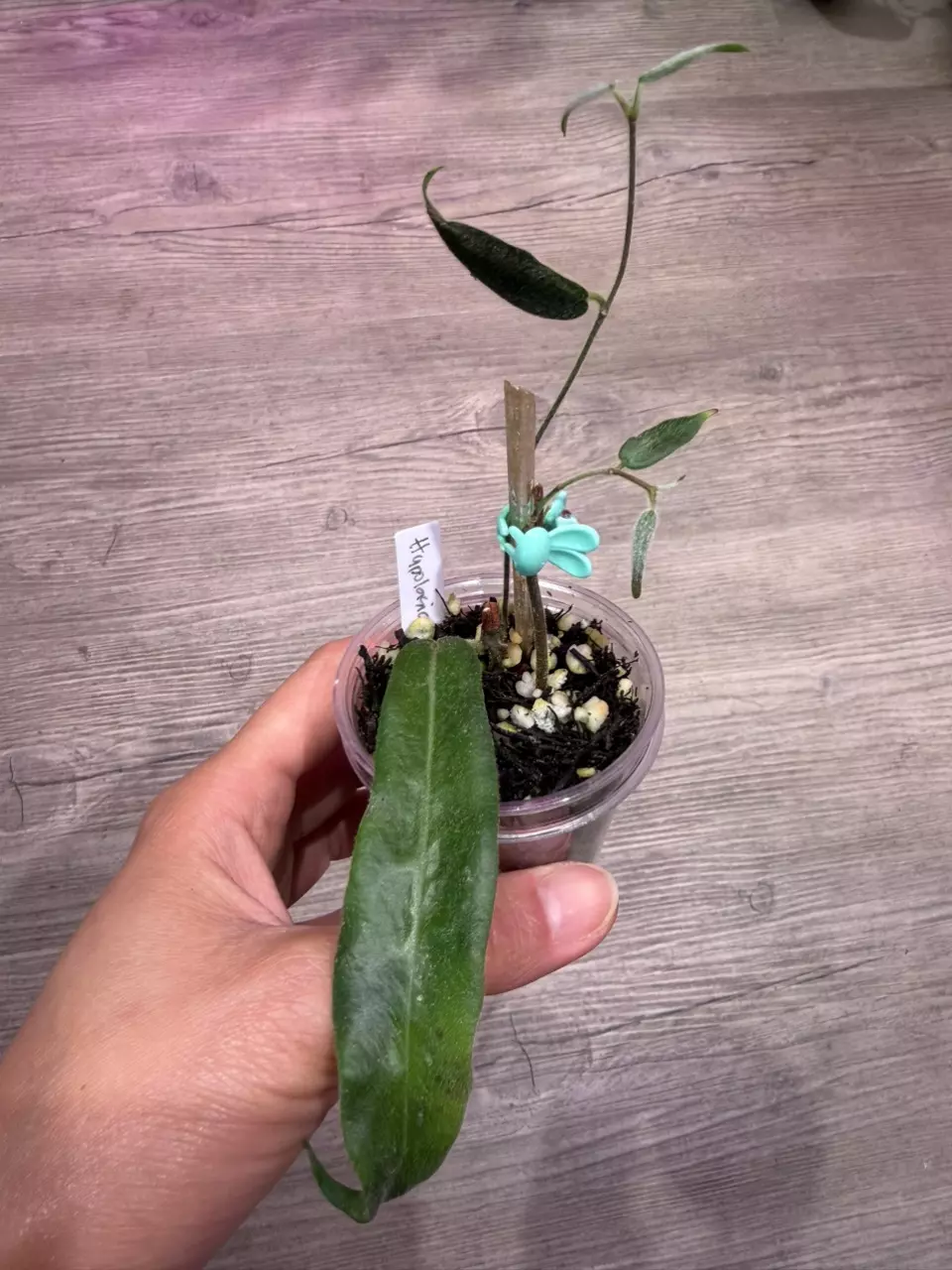Hoya Hypolasia thumbnail