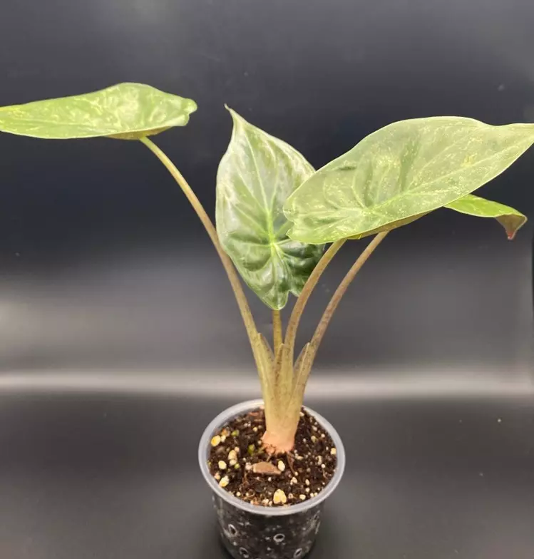 Alocasia Wentii Pink Splash thumbnail