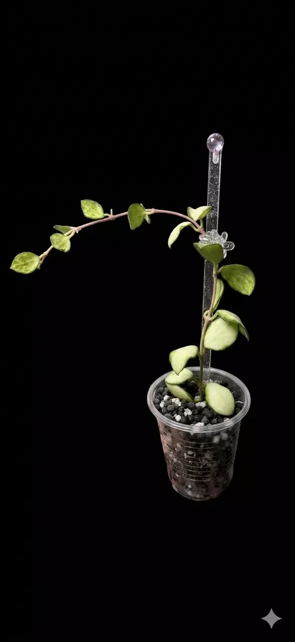 Hoya Heuschkeliana Variegated thumbnail