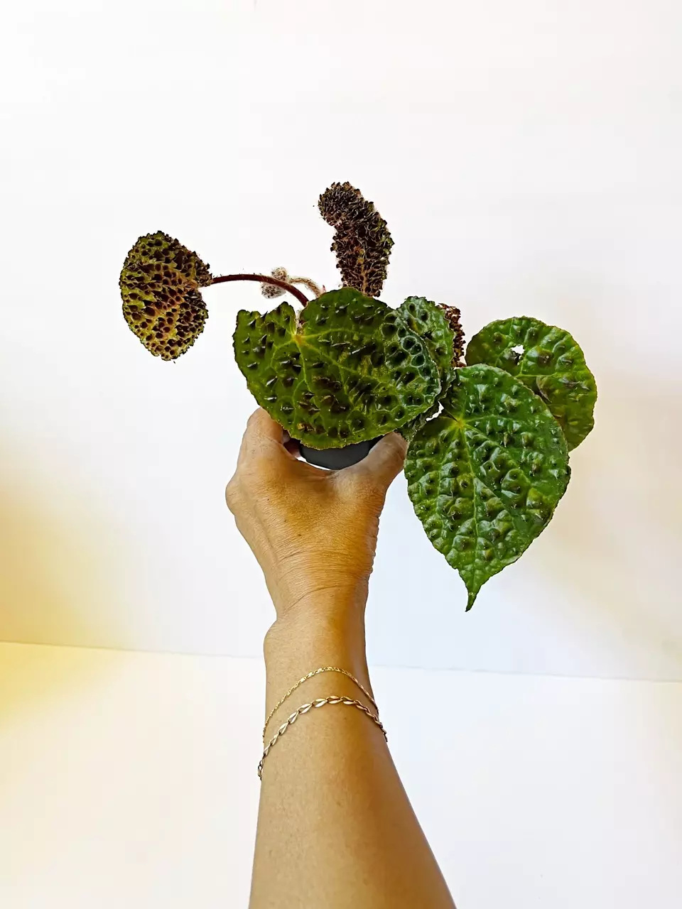 🎋Begonia Ferox *gc thumbnail
