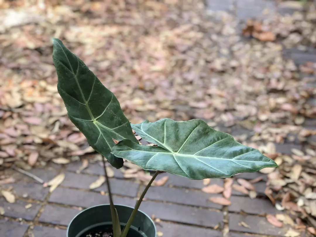 Alocasia Mayan Mask thumbnail