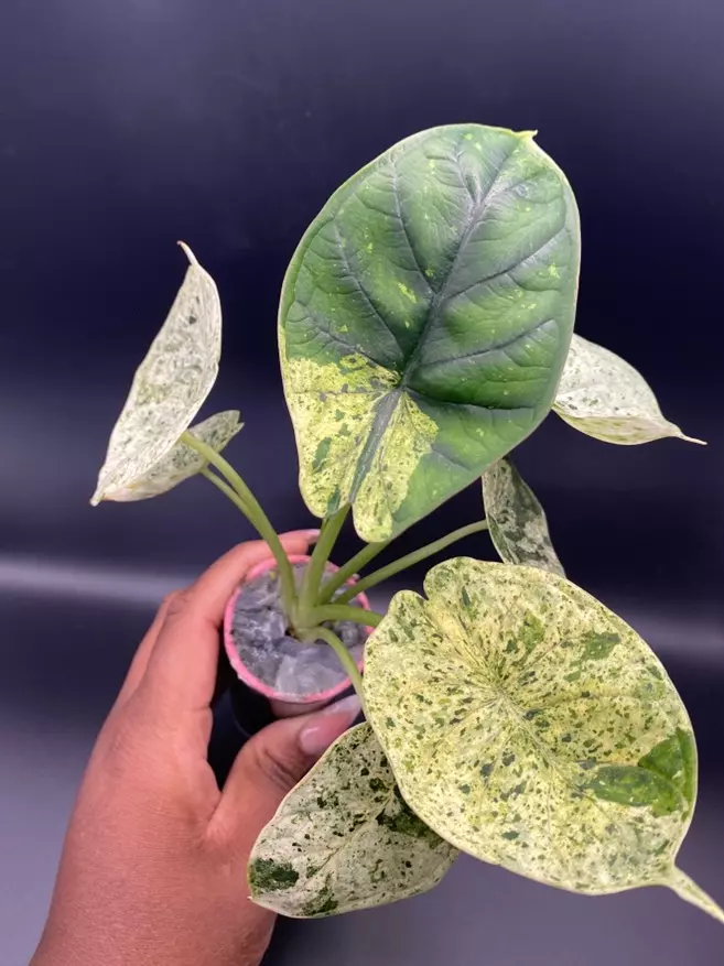 Dragon Scale Mint thumbnail