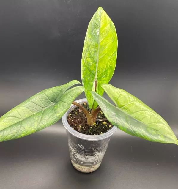 Alocasias Scalprum Aurea thumbnail