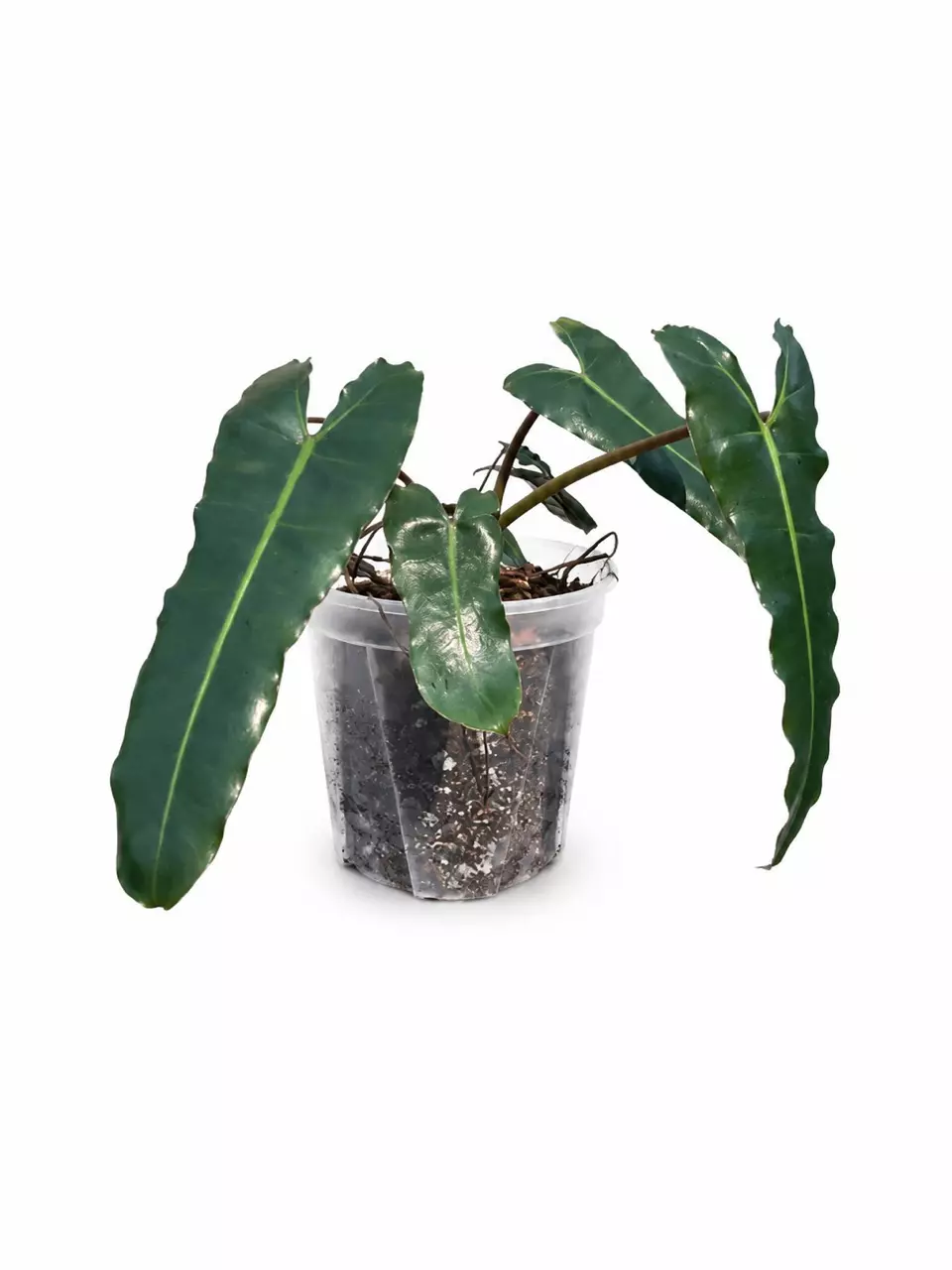 Philodendron Black Billietae Tissue Culture (Growers Choice) thumbnail