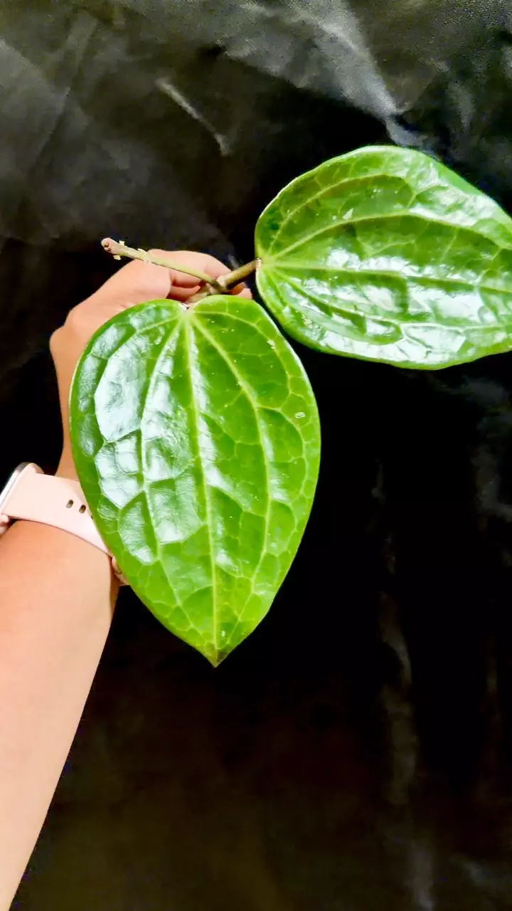 Hoya Latifolia Mt. Rimau fresh cutting thumbnail