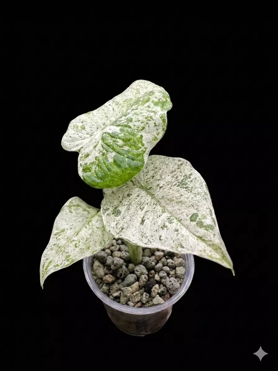 Alocasia Blizzard thumbnail