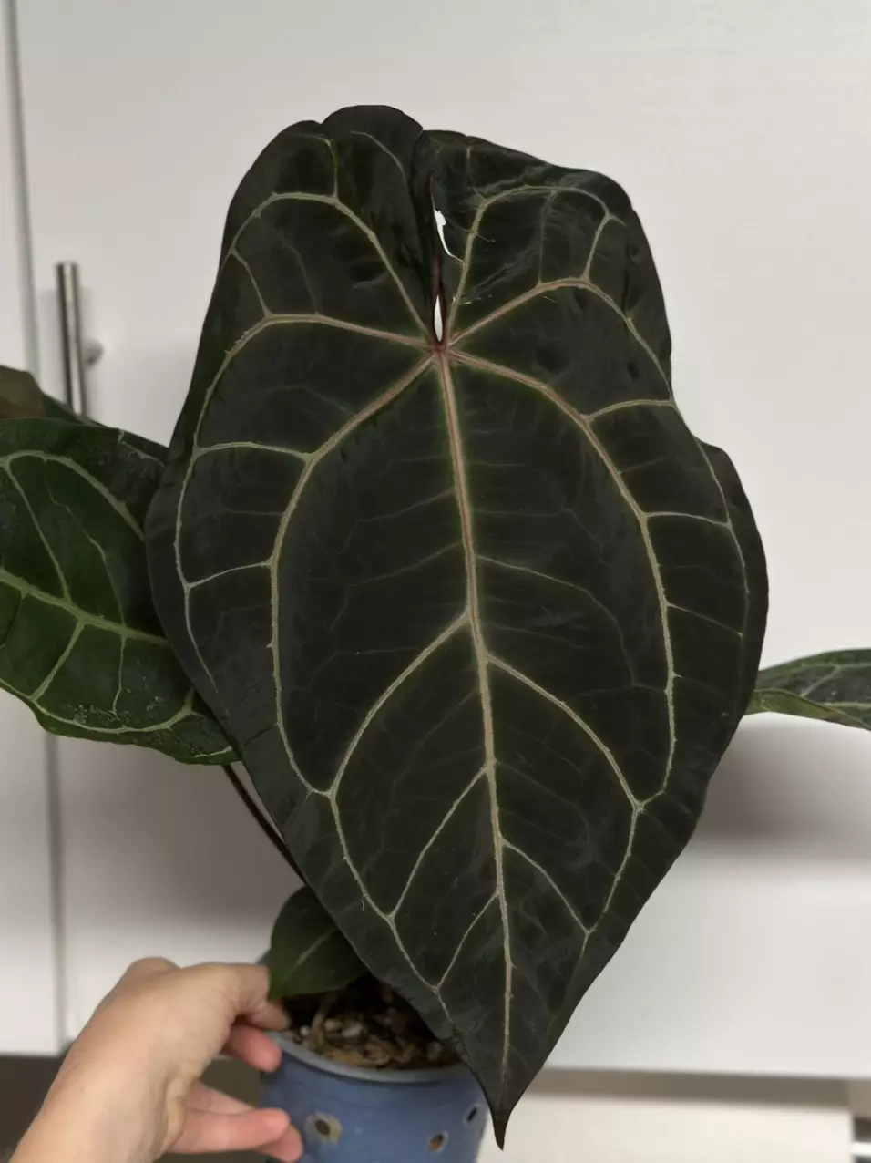 Anthurium Offset thumbnail