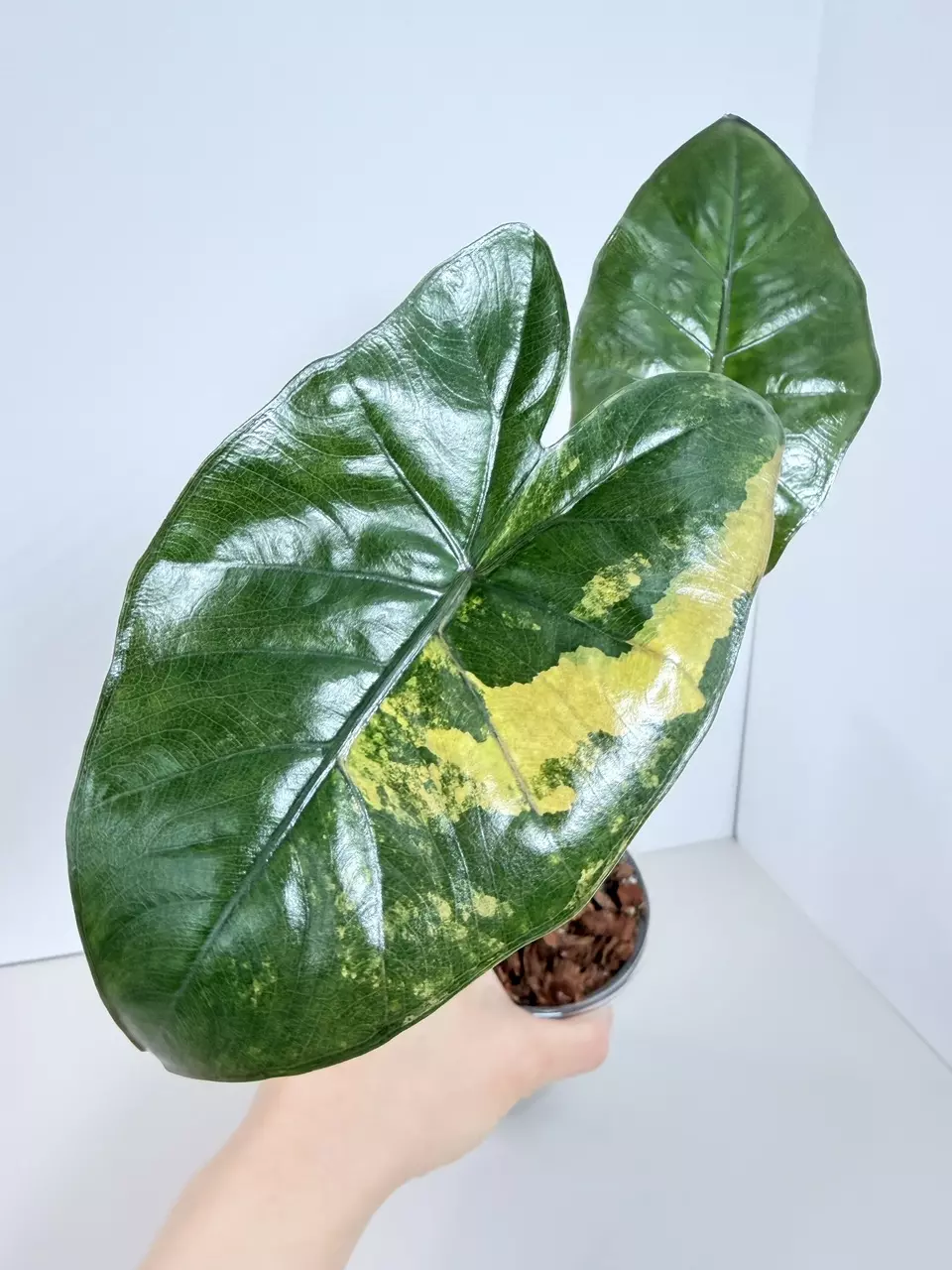 Alocasia Yucatán Princess Var. 0849 thumbnail