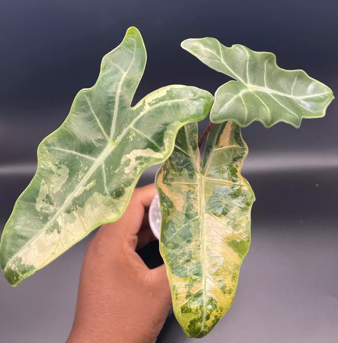 Alocasia Pink Psuedo Sanderiana thumbnail