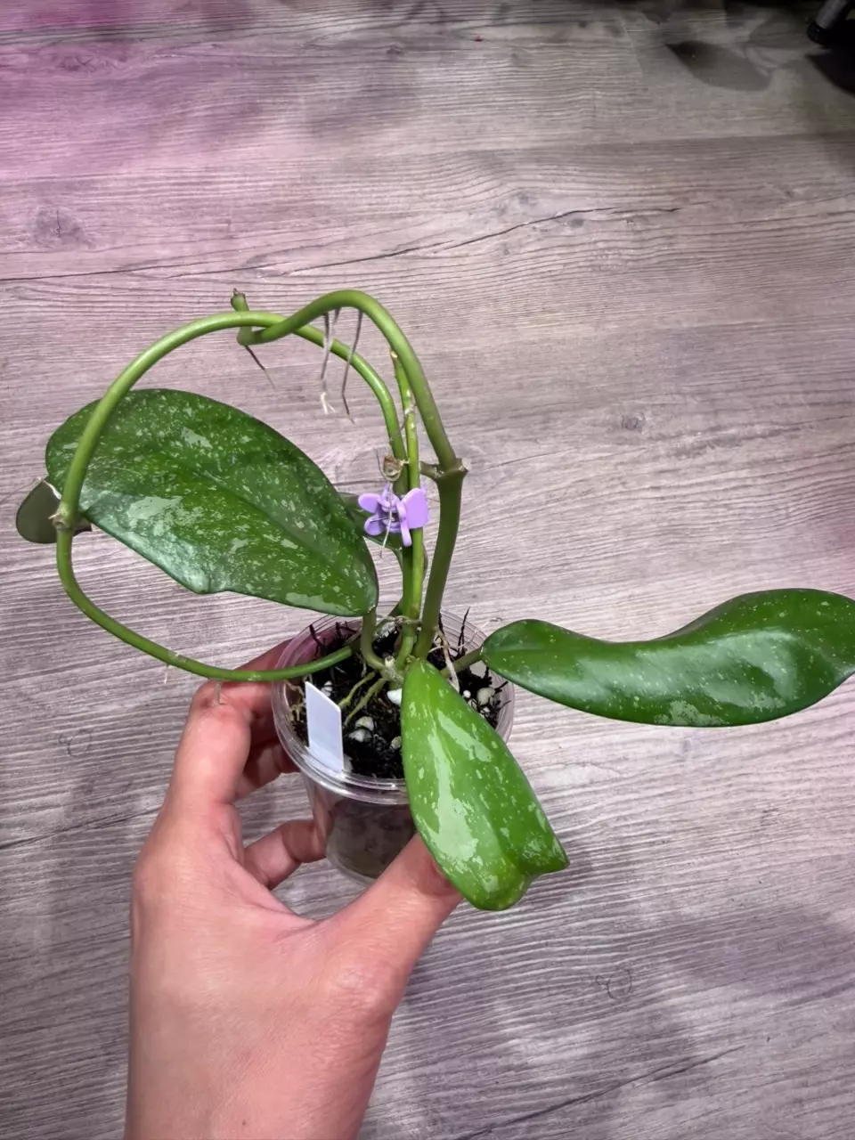 Hoya Diversifolia splash thumbnail