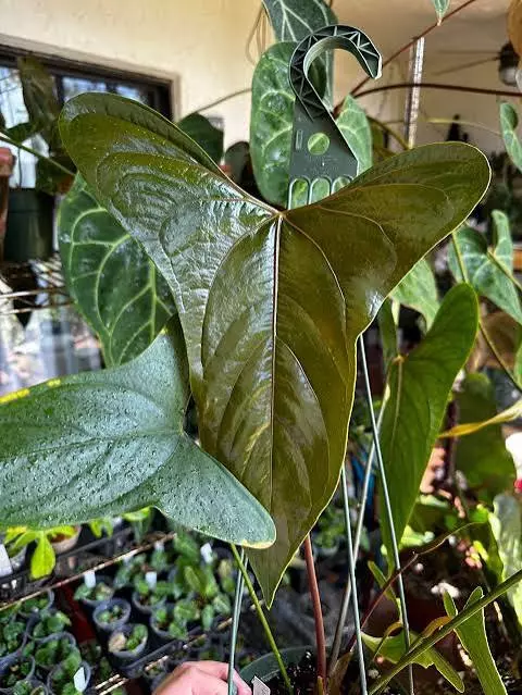 Anthurium Napo Tissue Culture (Growers Choice) thumbnail