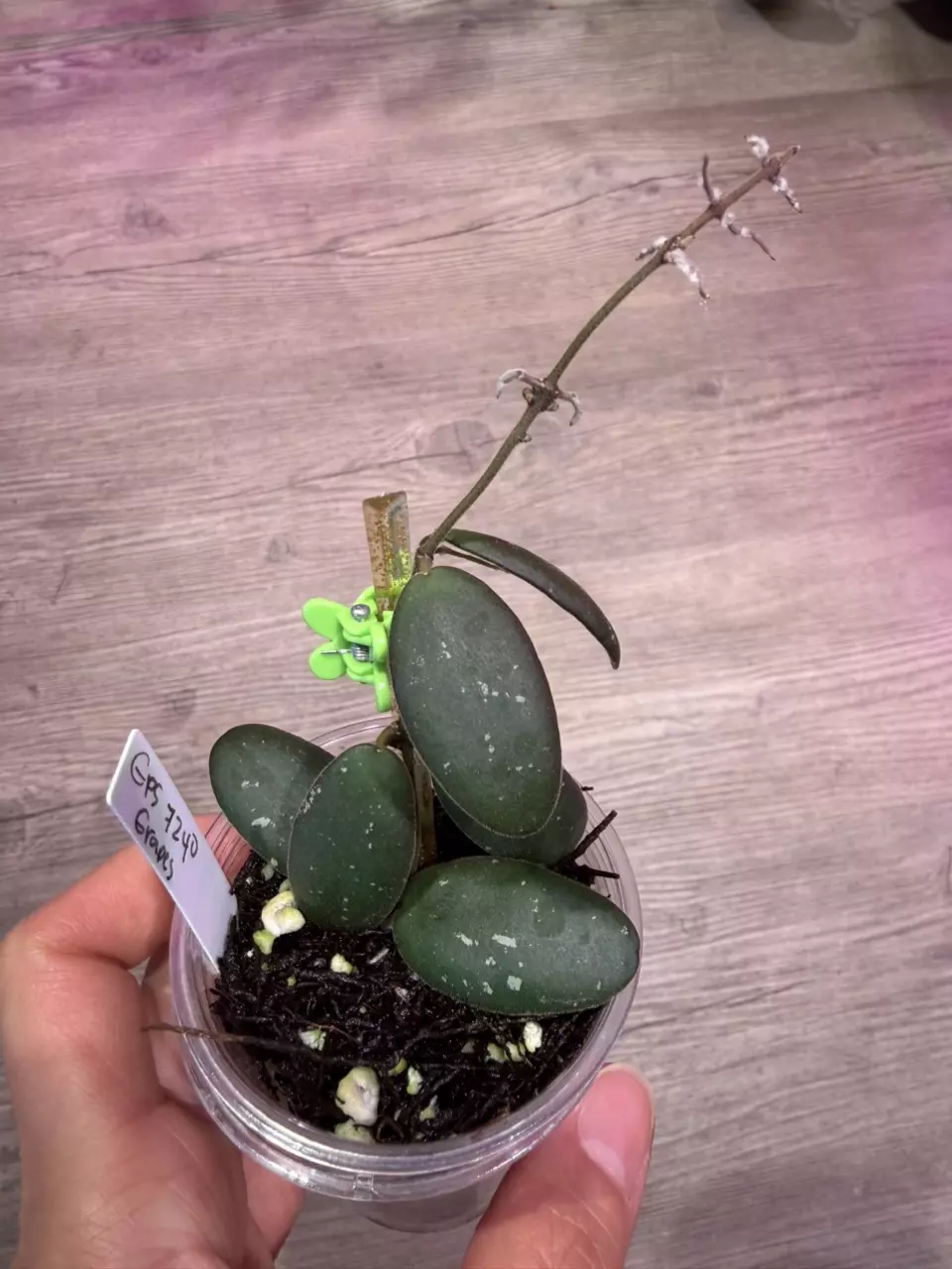 Hoya GPS 7240 ‘Grapes’ thumbnail