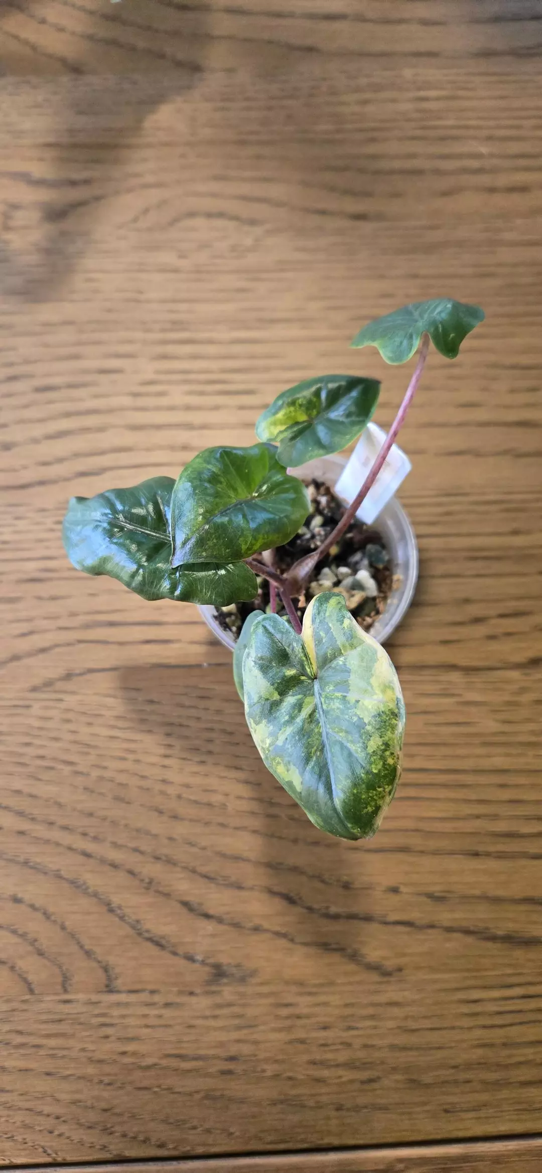 Yucatan Tri Color pup thumbnail