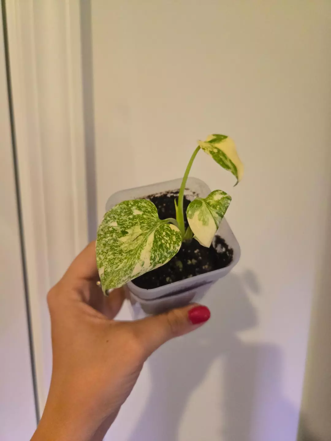 Creme Brule Monstera thumbnail