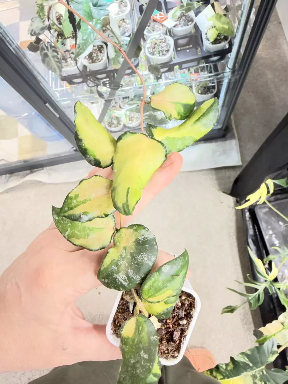 Hoya Caudata variegated thumbnail