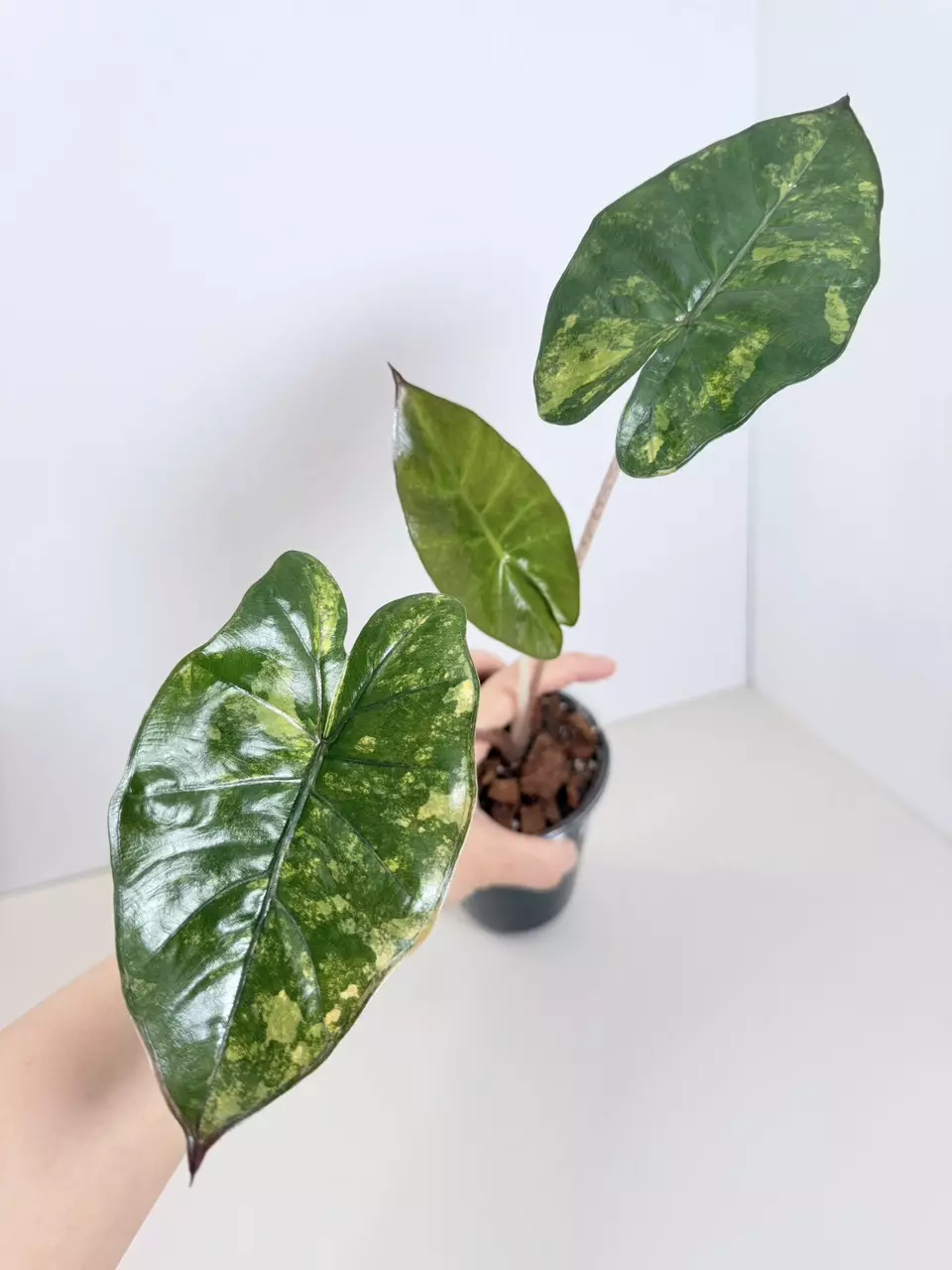 Alocasia Yucatán Princess Var. 0851 thumbnail