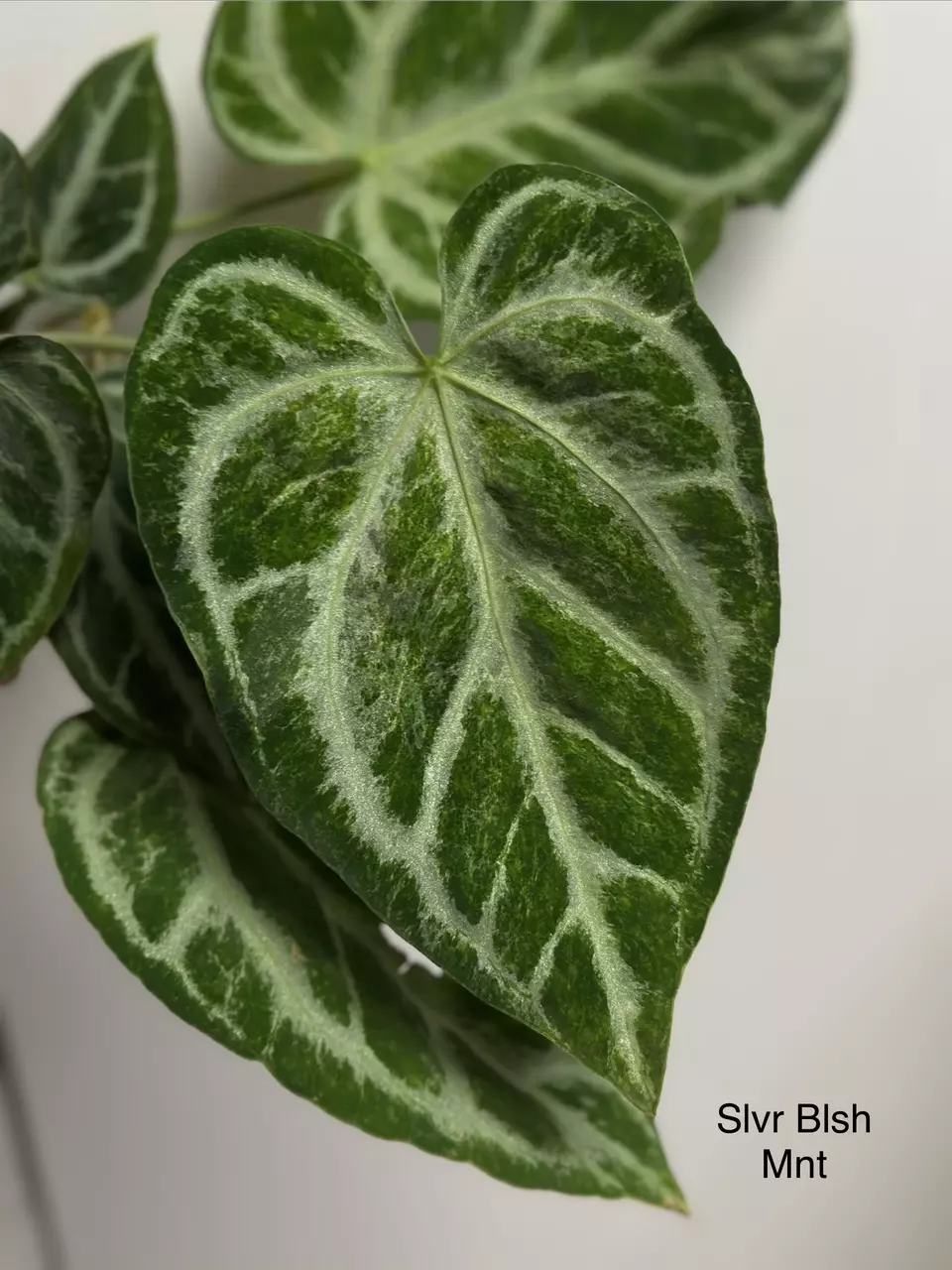 Anthurium Silver Blush Mint OFFSET thumbnail