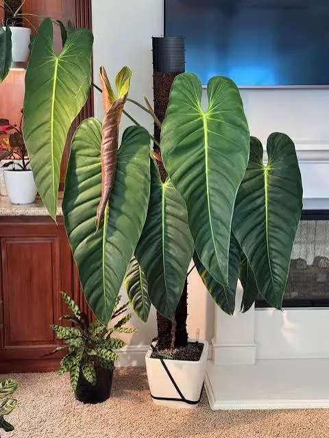 Philodendron Esmeraldense Tissue Culture (Growers Choice) thumbnail