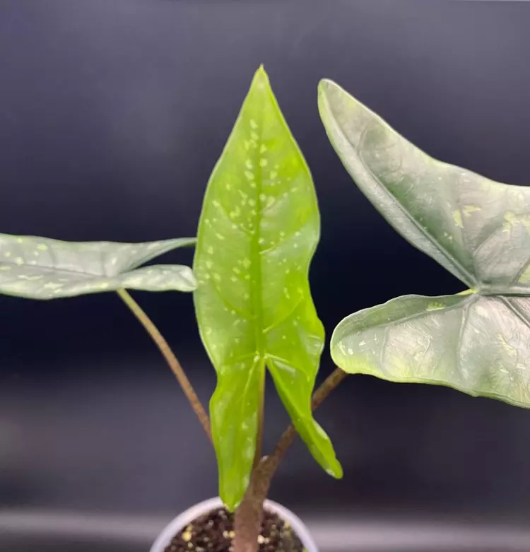 Alocasia Shattered Glass (Corm Grown) With Visible Corms thumbnail