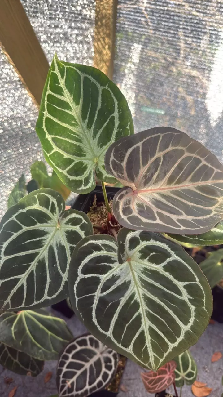 Red tiger flowering thumbnail