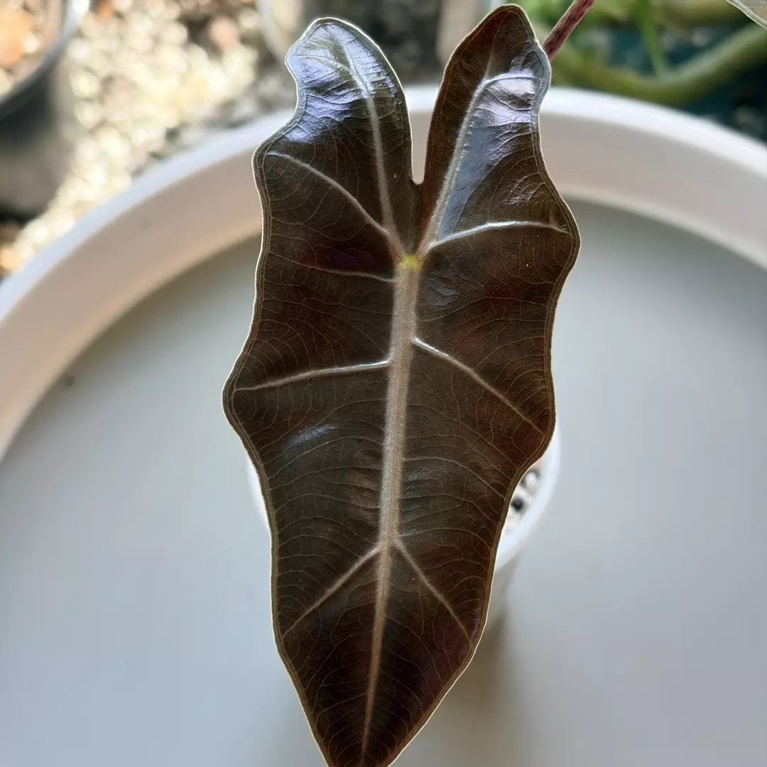 Pink Pseudo Sanderiana | Corm Grown | Established Roots | Active Growth thumbnail