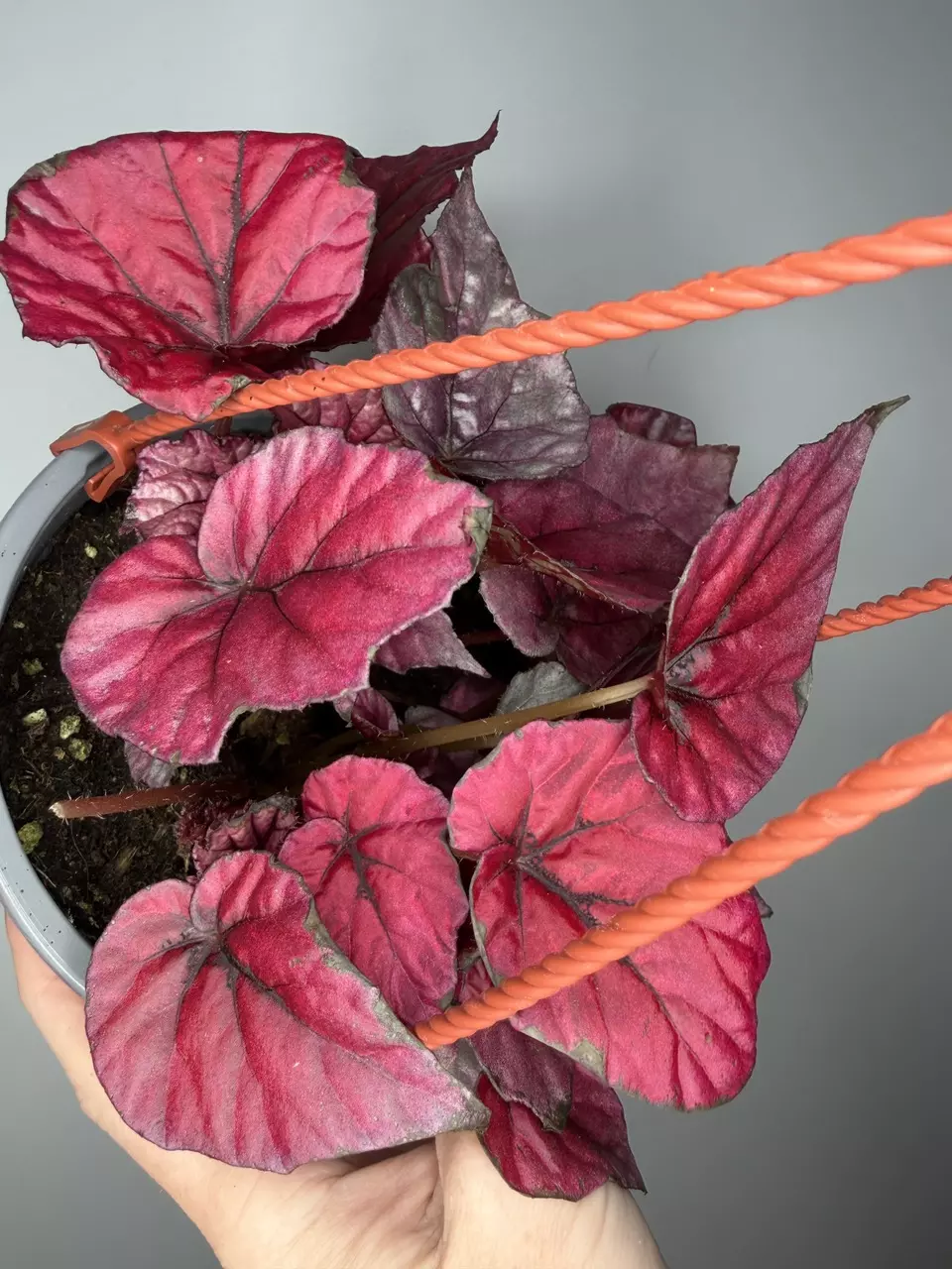 Begonia ‘Inca Flame’ - 6” Pot thumbnail