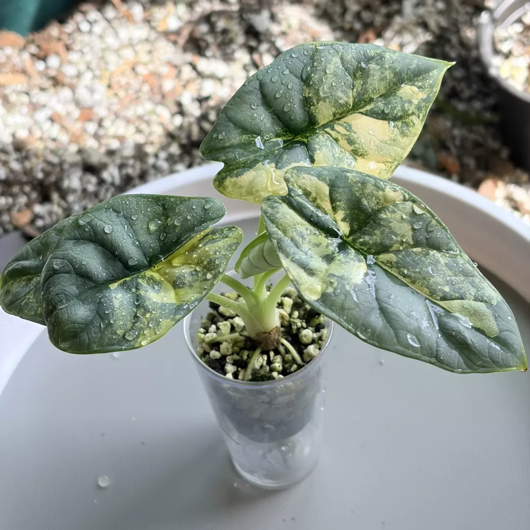 Silver Dragon Aurea Variegated ✨ 5 Leaves | Established Rooted Plant thumbnail