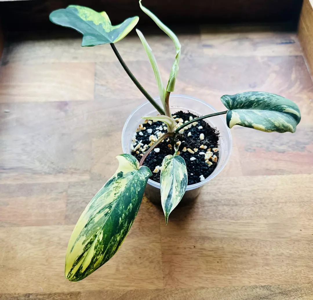 Philodendron Florida Beauty thumbnail