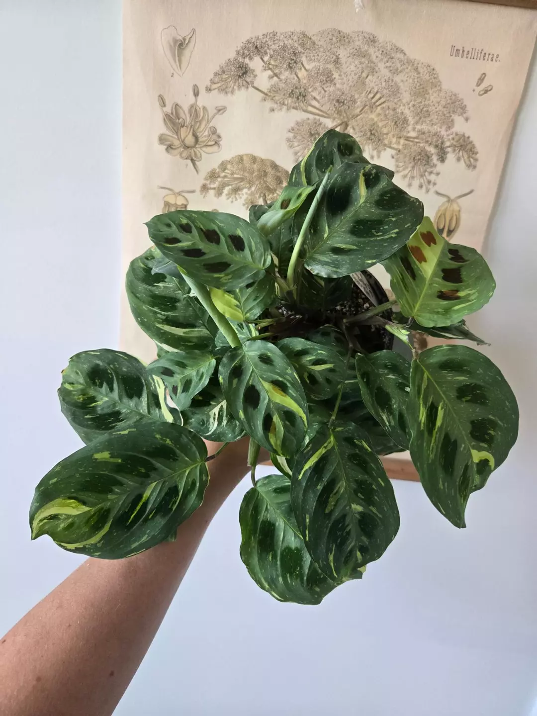 Large Variegated Prayer Plant thumbnail