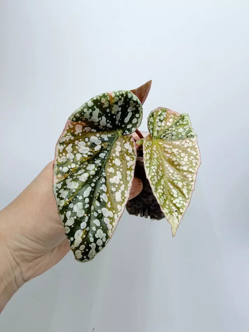 Snow Capped Begonia thumbnail