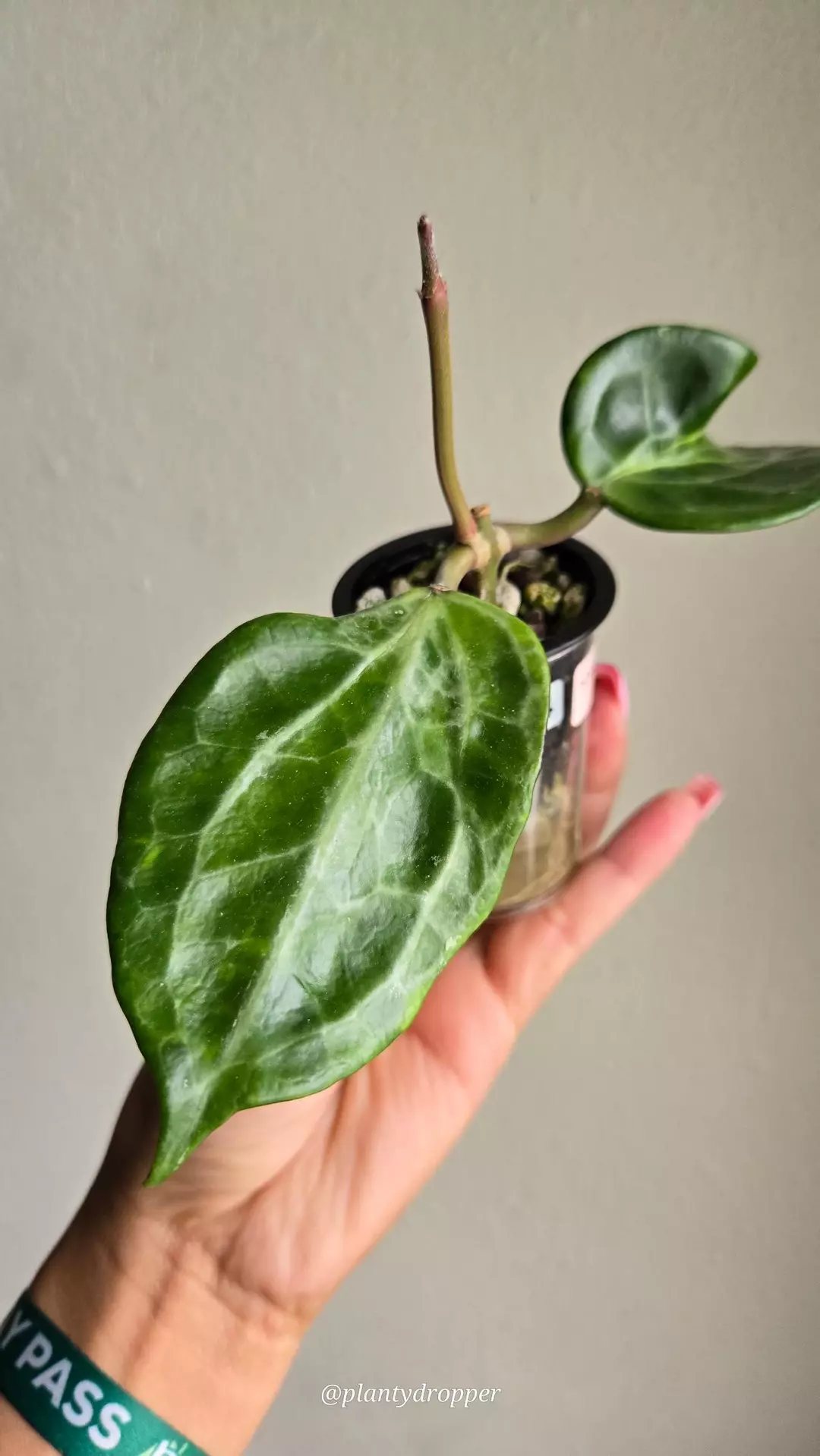 Hoya Latifolia UPT-011 #9494 (Anna's splashy mom 🔥) thumbnail