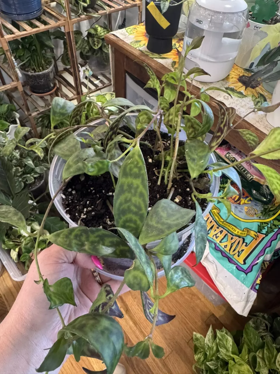 Lipstick Plant thumbnail