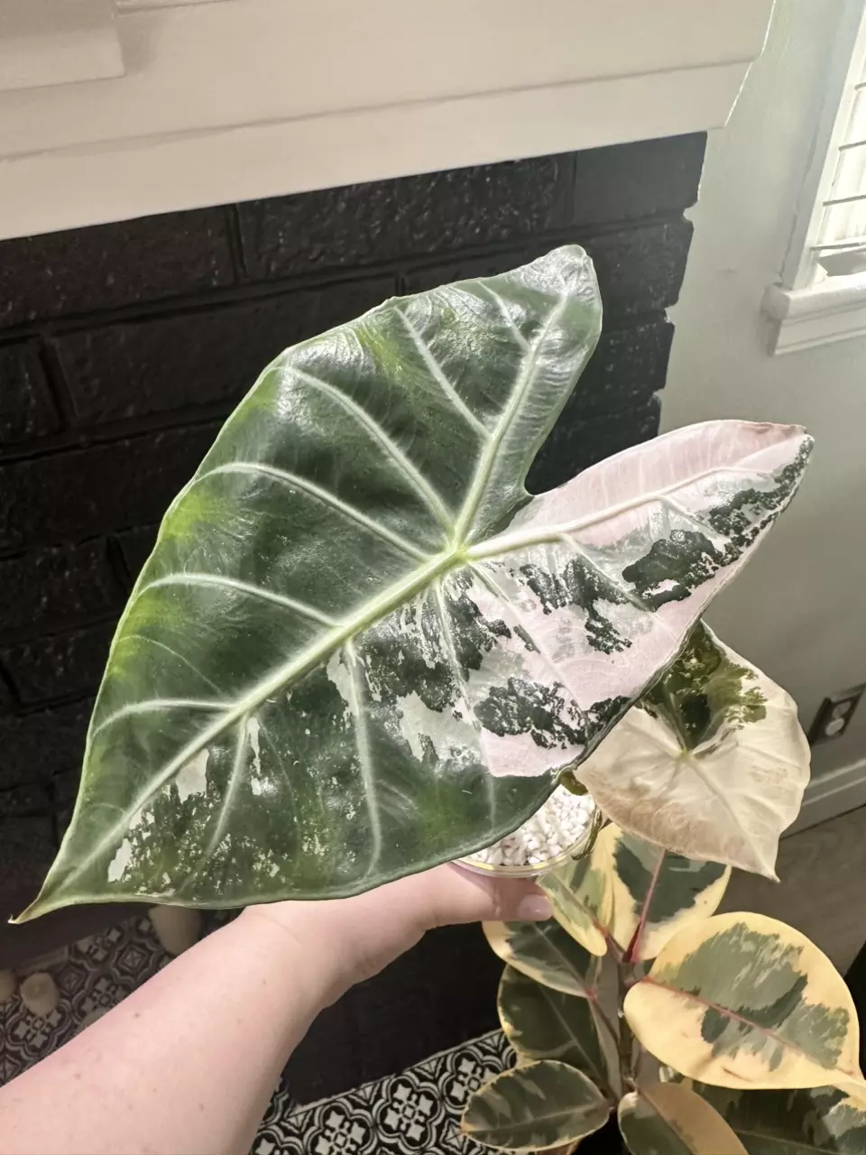 Alocasia Pink Nairobi Nights Sprouting/Rooting CORM thumbnail