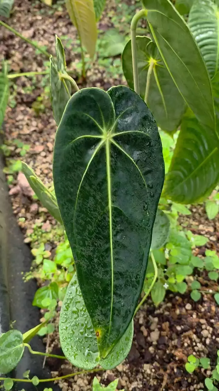 Anthurium sp chocó • BLIND PRESALE • 6-10 Inch Leaves thumbnail
