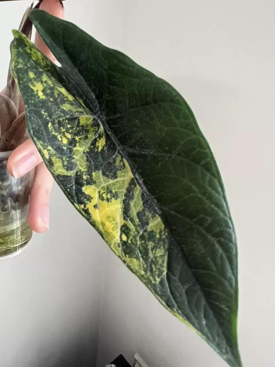 Scalprum aurea corm thumbnail