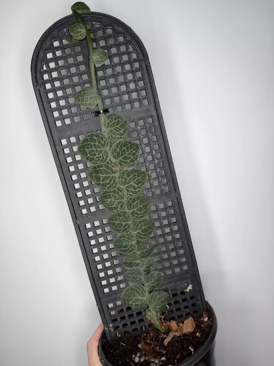 Rhaphidophora Cryptantha thumbnail