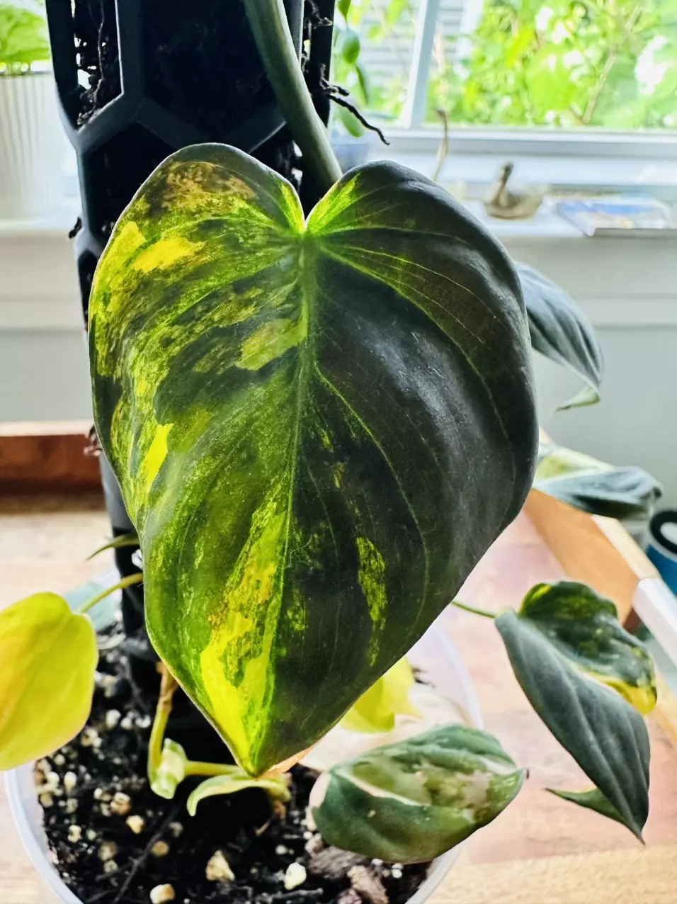 Philodendron Micans Aurea Tower w/ Moss Pole & Slow Drip Funnel thumbnail