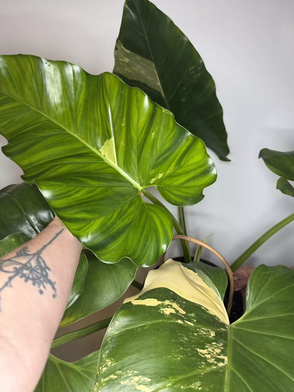 *Mature* Philodendron Giganteum Aurea thumbnail