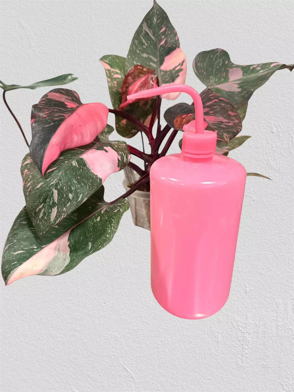 Pink squeeze bottle 1000ml (add on only) thumbnail