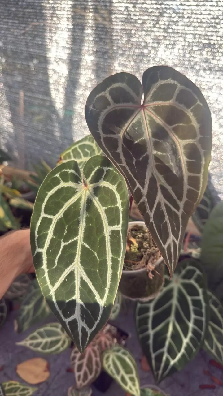 Red Crystal nse thumbnail