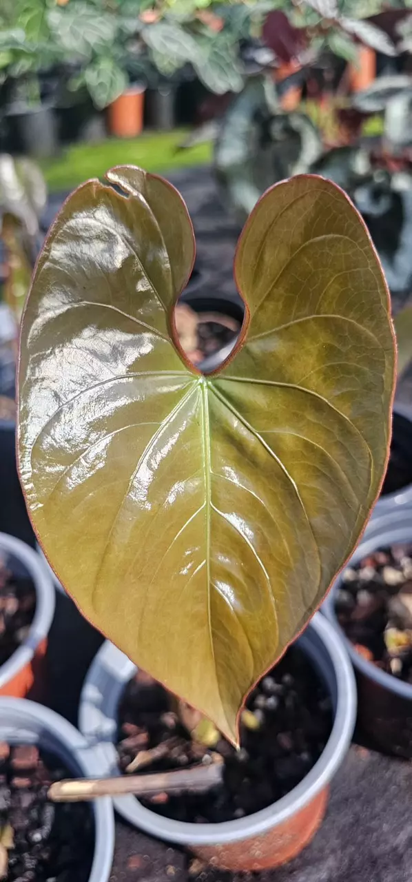 Anthurium sp Peru • BLIND PRESALE • 4-8 Inch Leaf thumbnail